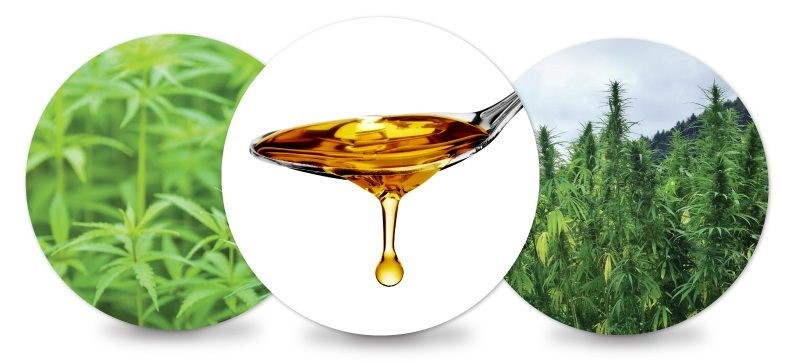 CBD Oil Organic Pure Wamego 
      KS 66547